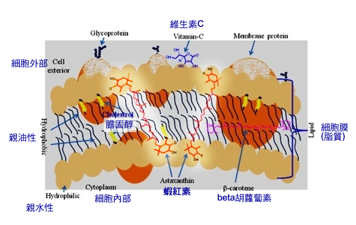 蝦紅素在細胞膜的位置