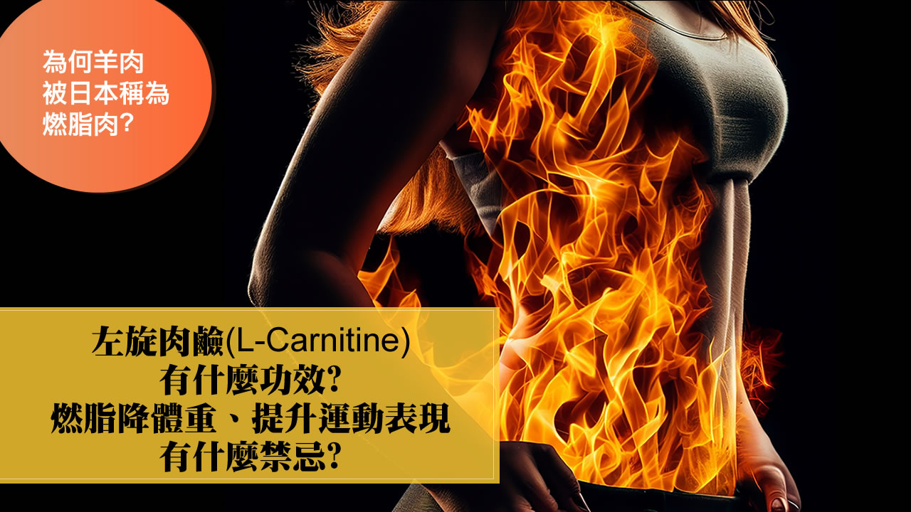 左旋肉鹼(L-Carnitine)功效